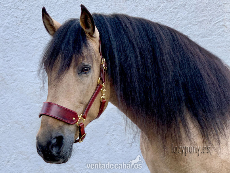 Cabezada de cuadra Lazypony\ Leather horse halter Lazypony in 