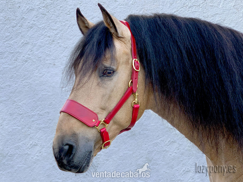 Cabezada de cuadra Lazypony\ Leather horse halter Lazypony