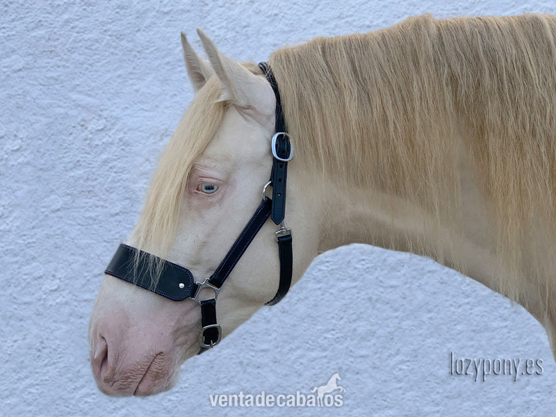 Cabezada de cuadra Lazypony\ Leather horse halter Lazypony - Artículos de hípica in 