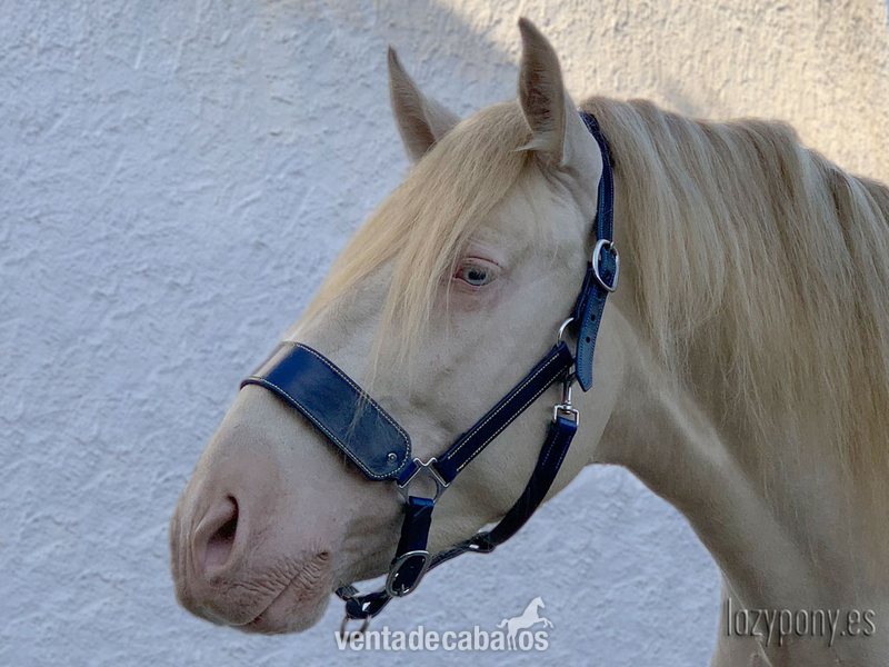 Cabezada de cuadra Lazypony\ Leather horse halter Lazypony - Artículos de hípica