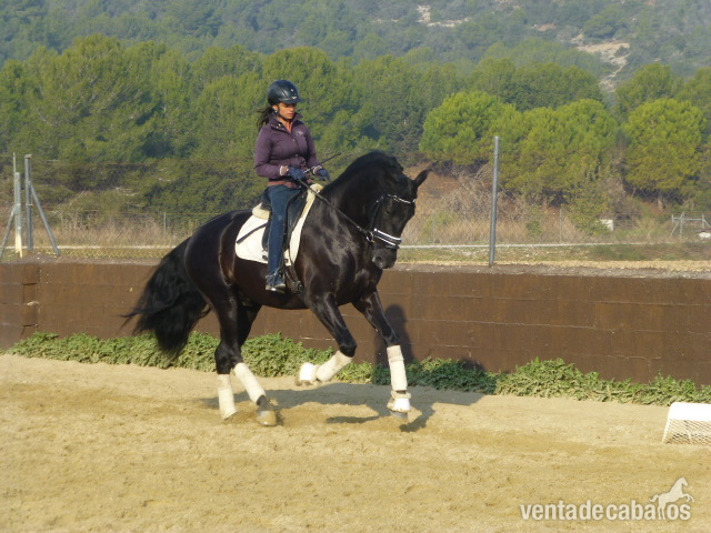 CABALLO PRE CON FUTURO in 