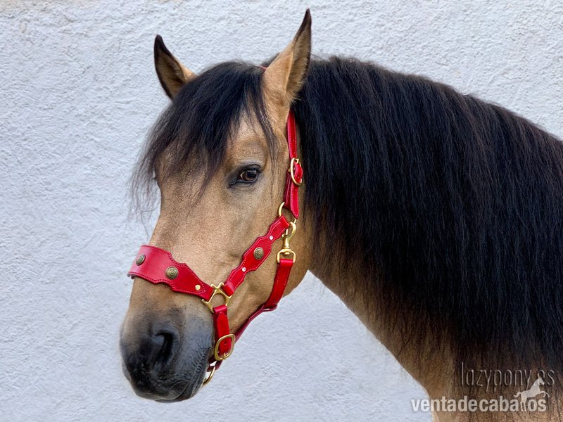 Cabezada de cuadra barroca Lazypony \Baroque horse halter Lazypony
