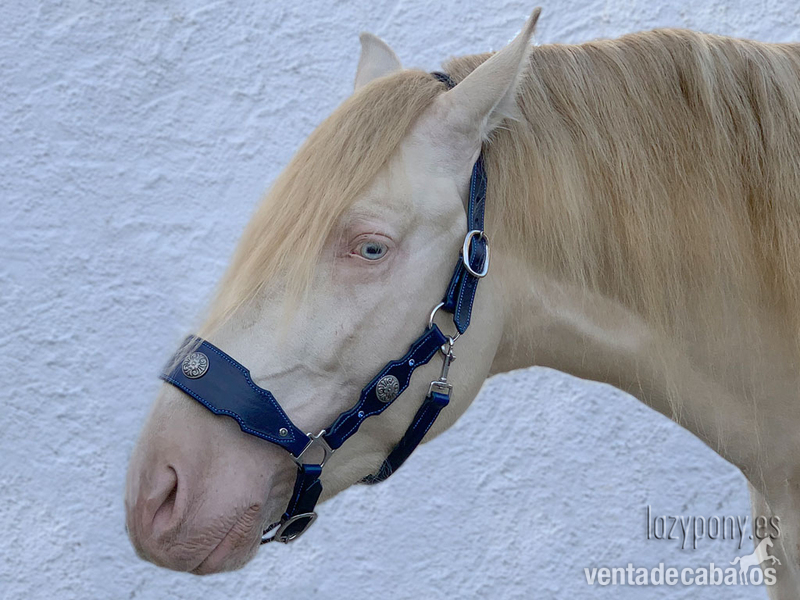 Cabezada de cuadra barroca Lazypony \Baroque horse halter Lazypony - Artículos de hípica in 