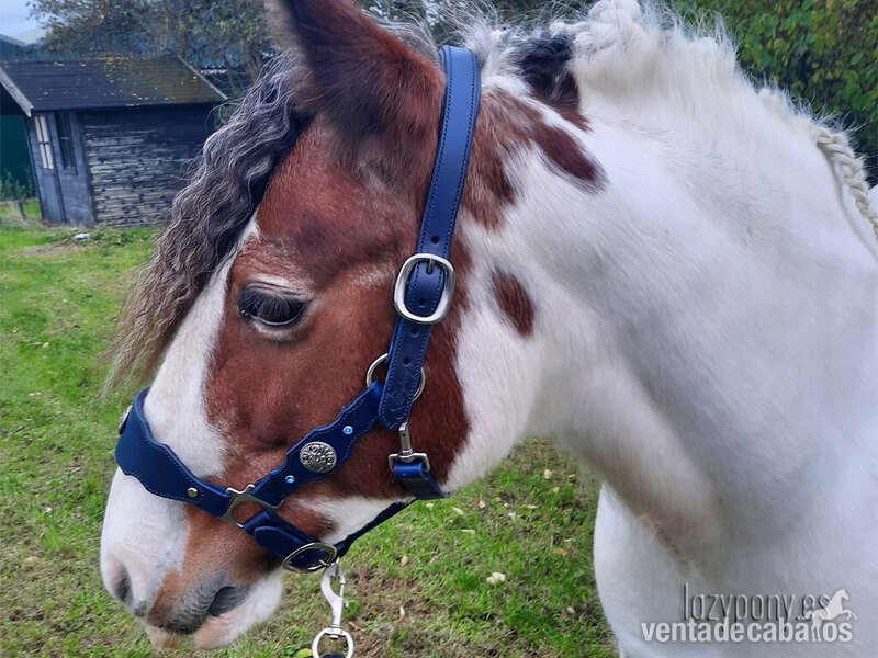 Artículos de hípica - Cabezada de cuadra barroca Lazypony \Baroque horse halter Lazypony