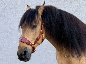 Cabezada de cuadra barroca Lazypony \Baroque horse halter Lazypony