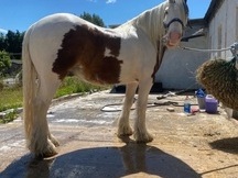 Castrado pony gitano extremadamente seguro y saludable.