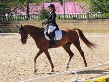 CABALLO DE DEPORTE ALAZÁN DE COMPETICIÓN PARA CONCURSOS COMPLETOS
