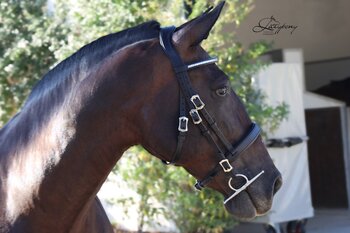 Cabezada Clásica de cuero Lazypony/Classic leather horse bridle Lazypony