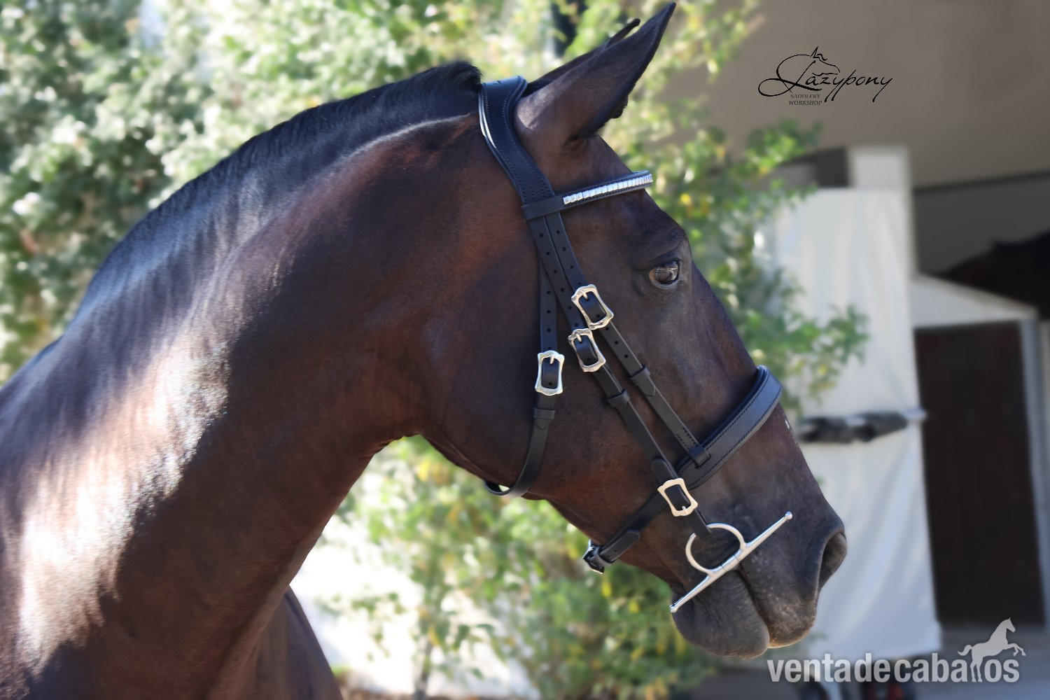 Cabezada Clásica de cuero Lazypony/Classic leather horse bridle Lazypony in 