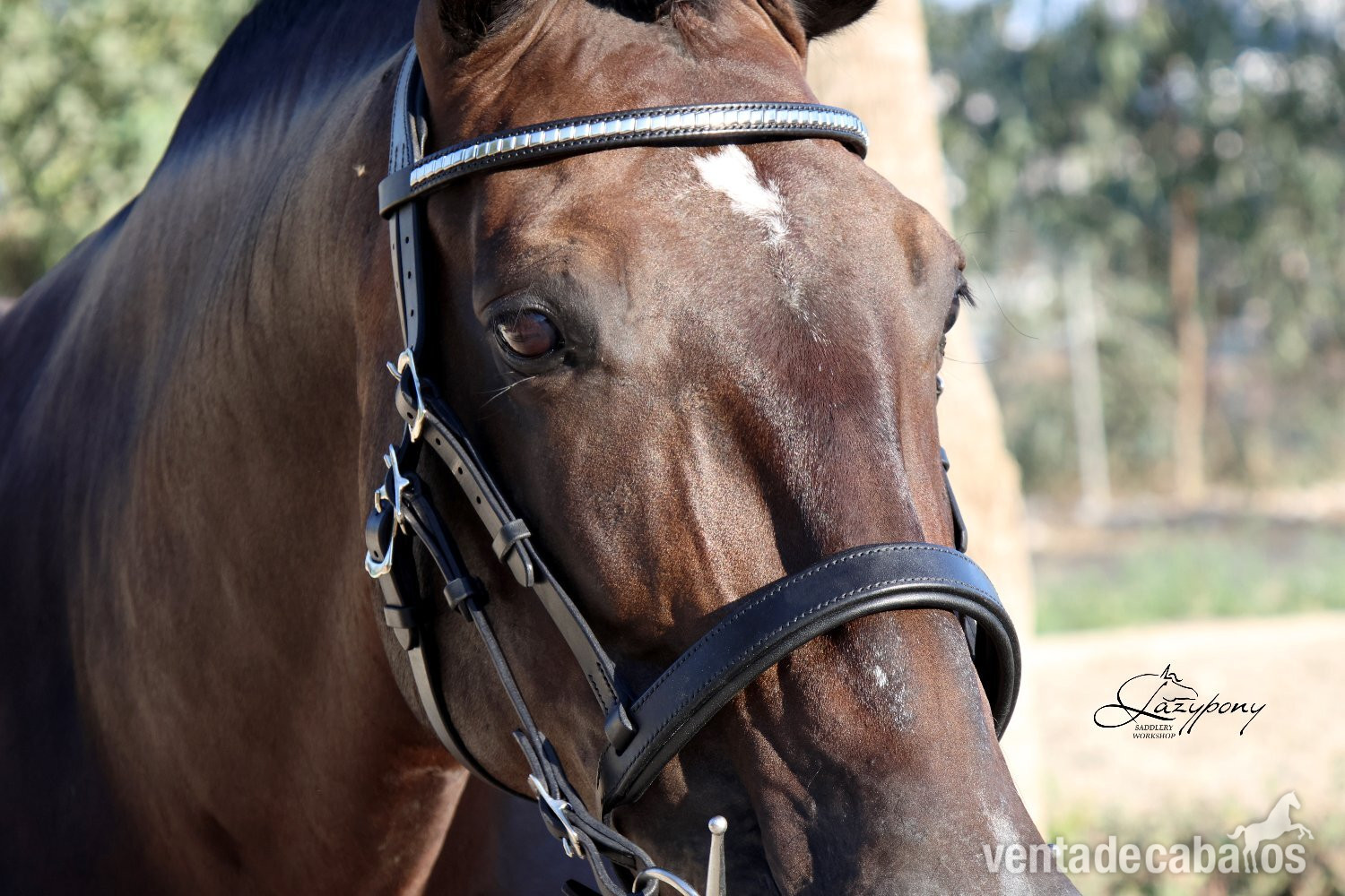  Cabezada Clásica de cuero Lazypony/Classic leather horse bridle Lazypony
