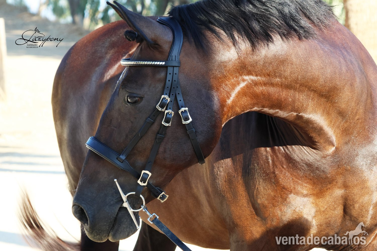 Cabezada Clásica de cuero Lazypony/Classic leather horse bridle Lazypony - Artículos de hípica in 
