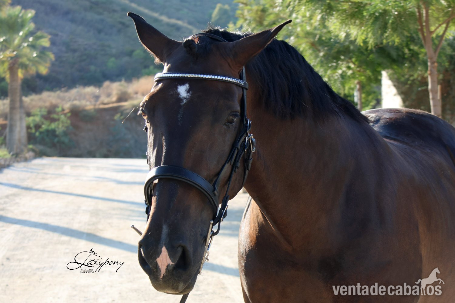 Cabezada Clásica de cuero Lazypony/Classic leather horse bridle Lazypony - Artículos de hípica