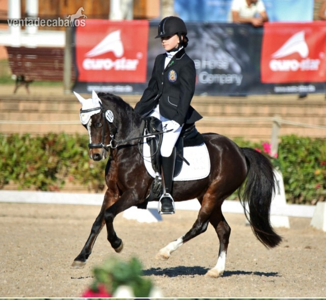 Pony b en venta in 
