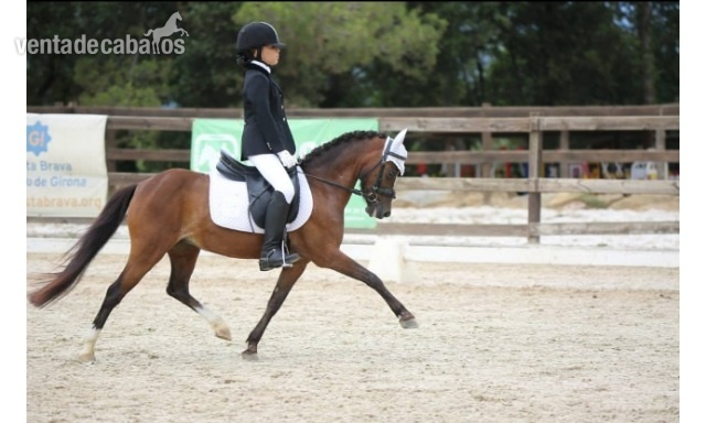 Poni de Competicion / Deporte