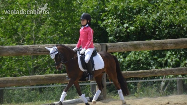 Poni de Competicion / Deporte {TYPE}