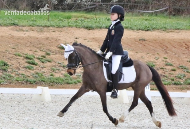 Ponis Pony Club Poni de Competicion / Deporte - Pony b en venta