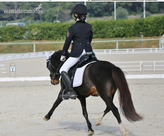 Pony b en venta - Ponis Pony Club Poni de Competicion / Deporte