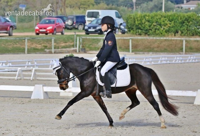 Pony b en venta - Poni de Competicion / Deporte