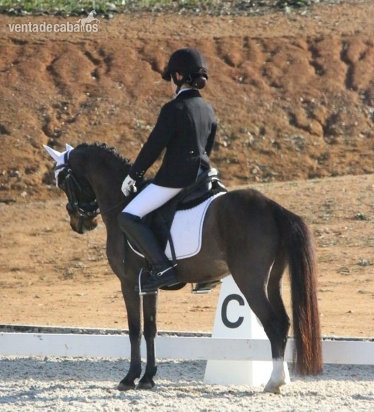 Pony b en venta - Ponis Pony Club