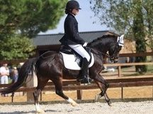 Pony b en venta