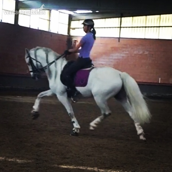 LUSITANO, 10 AÑOS, SAN JORGE - CALIDAD in 