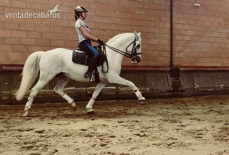 P.S.L  LUSITANO