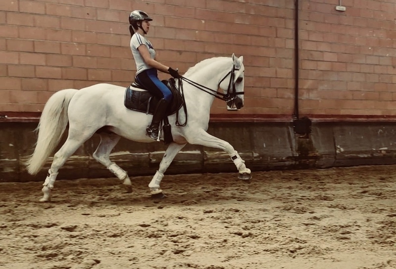 P.S.L  LUSITANO