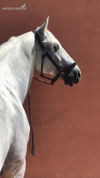 P.S.L  LUSITANO {TYPE}