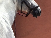 LUSITANO, 10 AÑOS, SAN JORGE - CALIDAD