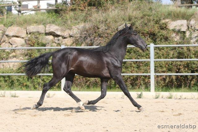  P.R.E. POTRO DE 3 AÑOS