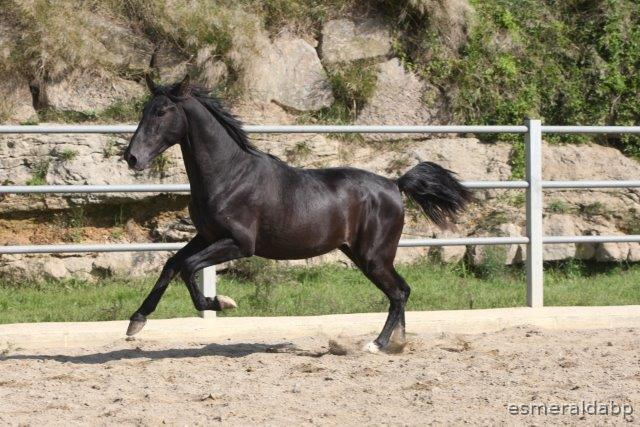 P.R.E. POTRO DE 3 AÑOS - Caballos Pura Raza Española (P.R.E.) in 