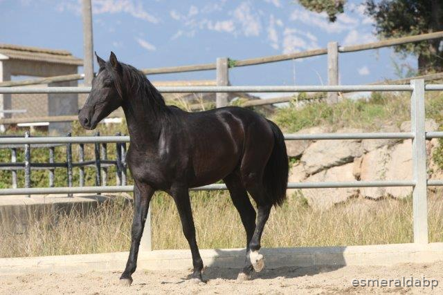 P.R.E. POTRO DE 3 AÑOS - Caballos Pura Raza Española (P.R.E.)