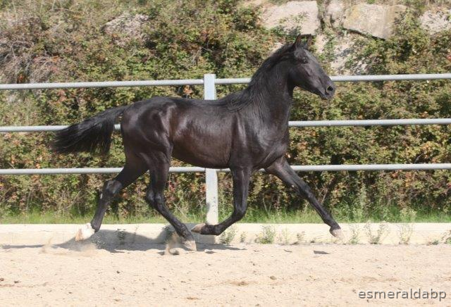 Caballos Pura Raza Española (P.R.E.) Pura Raza Española - P.R.E. POTRO DE 3 AÑOS