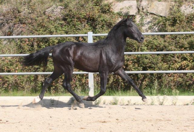 Caballos Pura Raza Española (P.R.E.) Pura Raza Española - P.R.E. POTRO DE 3 AÑOS