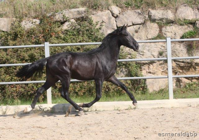 P.R.E. POTRO DE 3 AÑOS - Caballos Pura Raza Española (P.R.E.) Pura Raza Española