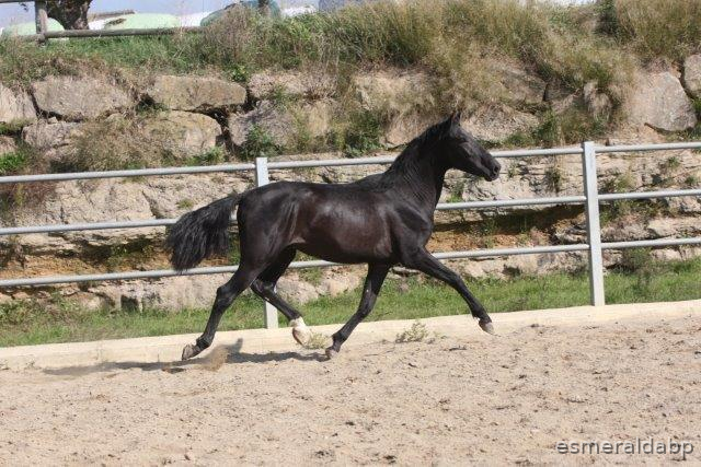 P.R.E. POTRO DE 3 AÑOS - Caballos Pura Raza Española (P.R.E.)