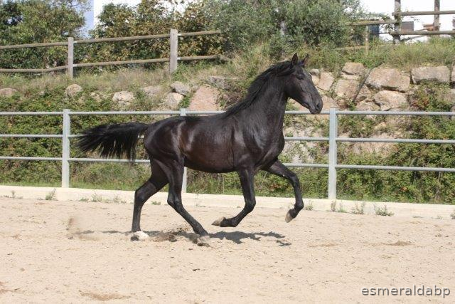 P.R.E. POTRO DE 3 AÑOS
