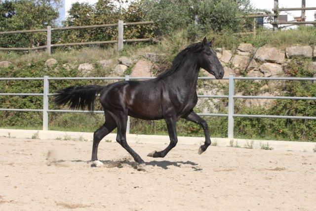 P.R.E. POTRO DE 3 AÑOS