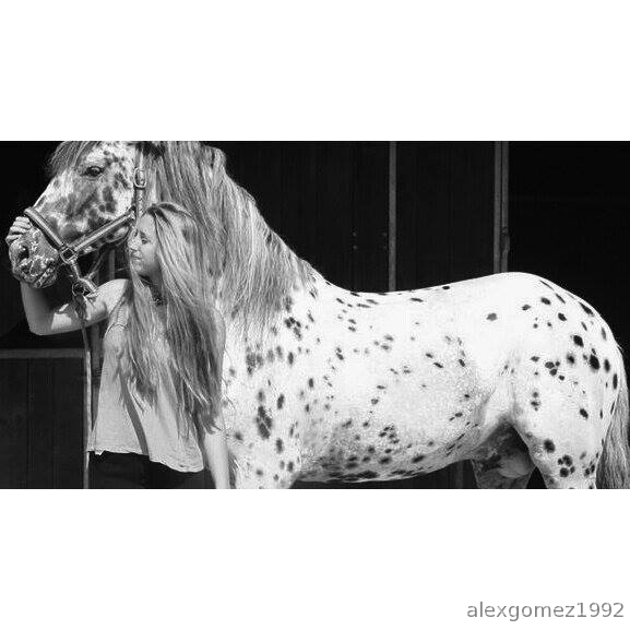 Busco Appaloosa "Lunares"(VER FOTO) in 