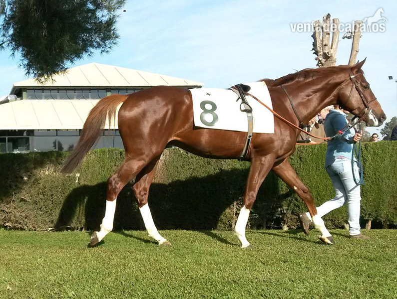 ACORAZADO POTEMKIN (SPA), magnífico caballo PSI, 4 años, EN VENTA in 