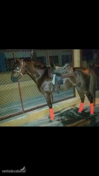 Caballo Dominicano de Paso Higueyano in 