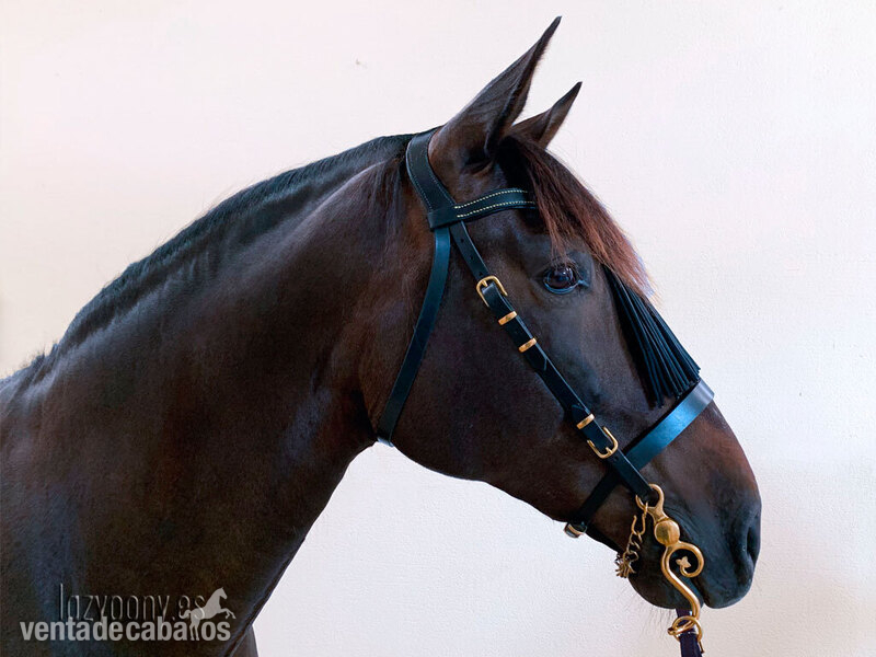 Cabezada para caballos Vaquero del Lazypony \Handcrafted horse bridle Vaquero in 