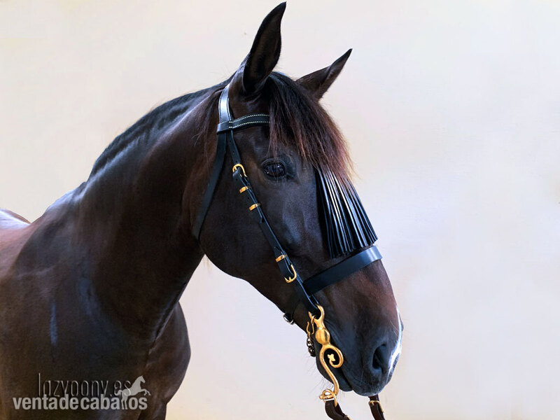 Cabezada para caballos Vaquero del Lazypony \Handcrafted horse bridle Vaquero