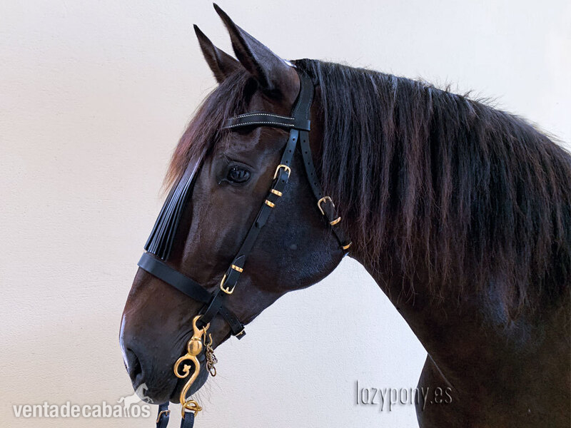  Cabezada para caballos Vaquero del Lazypony \Handcrafted horse bridle Vaquero