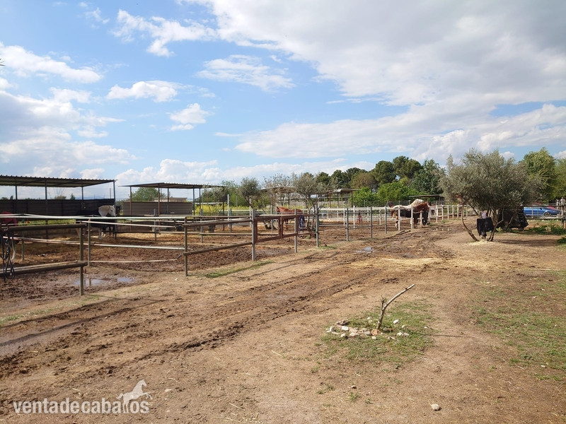 Hípicas y establos en venta - Centro hípico Granada