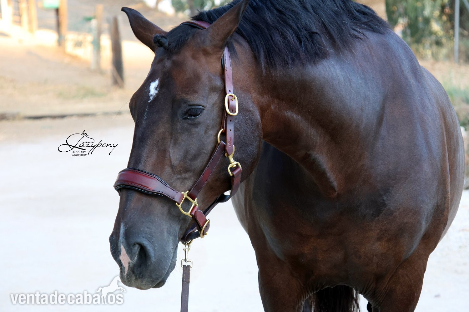Cabezada de сuadra de cuero premium Classic Lazypony/ Patent leather premium halter Lazypony in 
