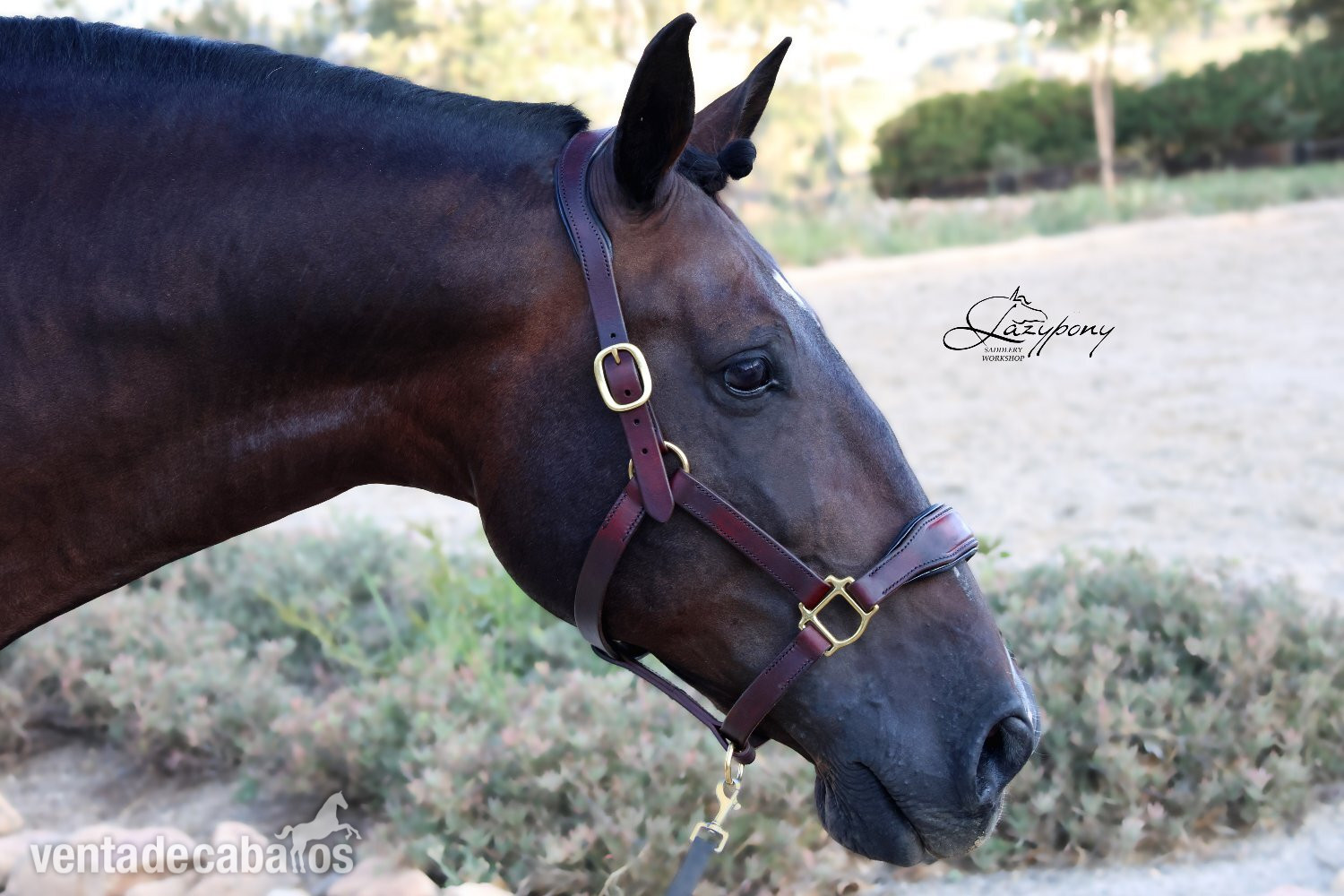  Cabezada de сuadra de cuero premium Classic Lazypony/ Patent leather premium halter Lazypony