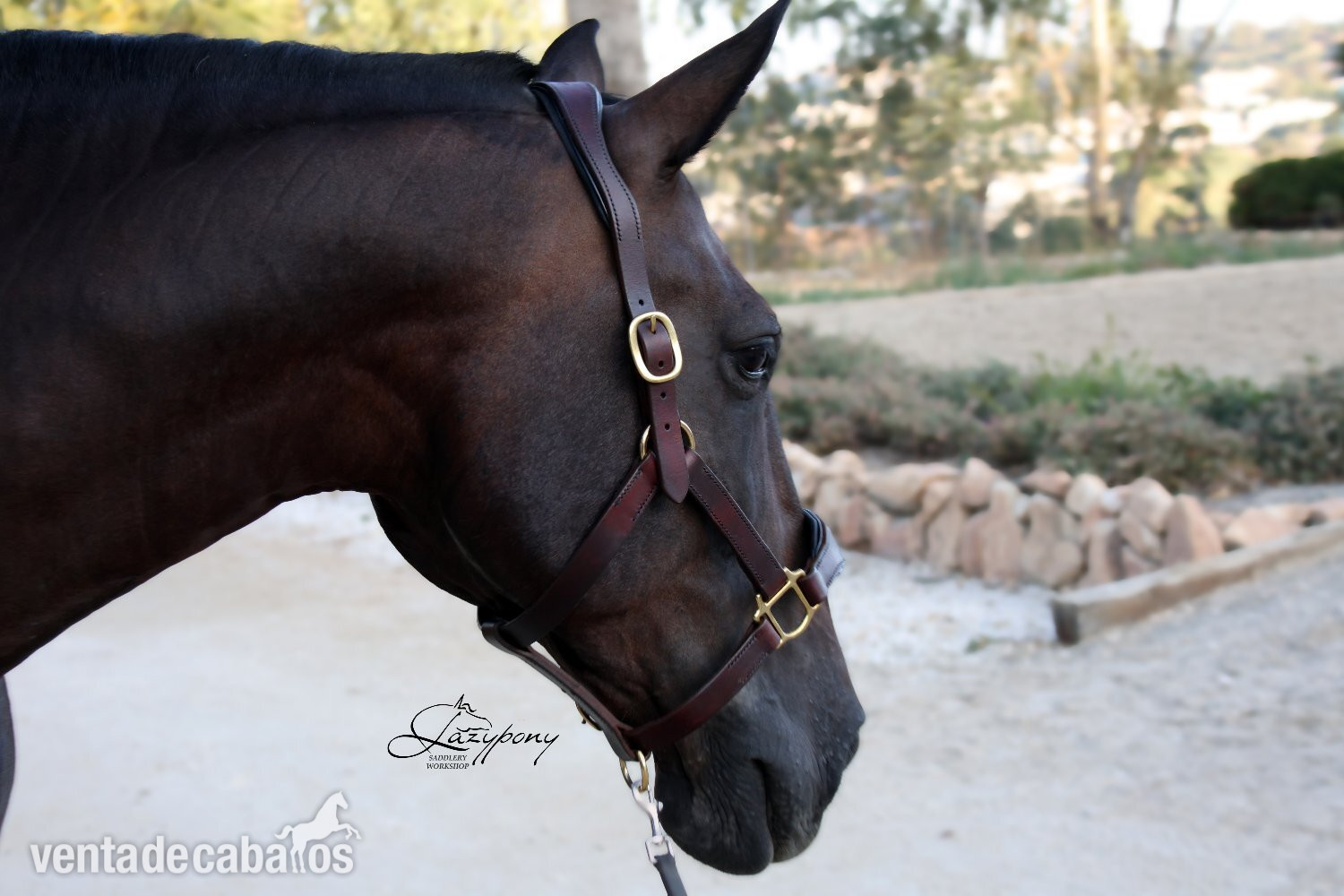 Cabezada de сuadra de cuero premium Classic Lazypony/ Patent leather premium halter Lazypony - Artículos de hípica