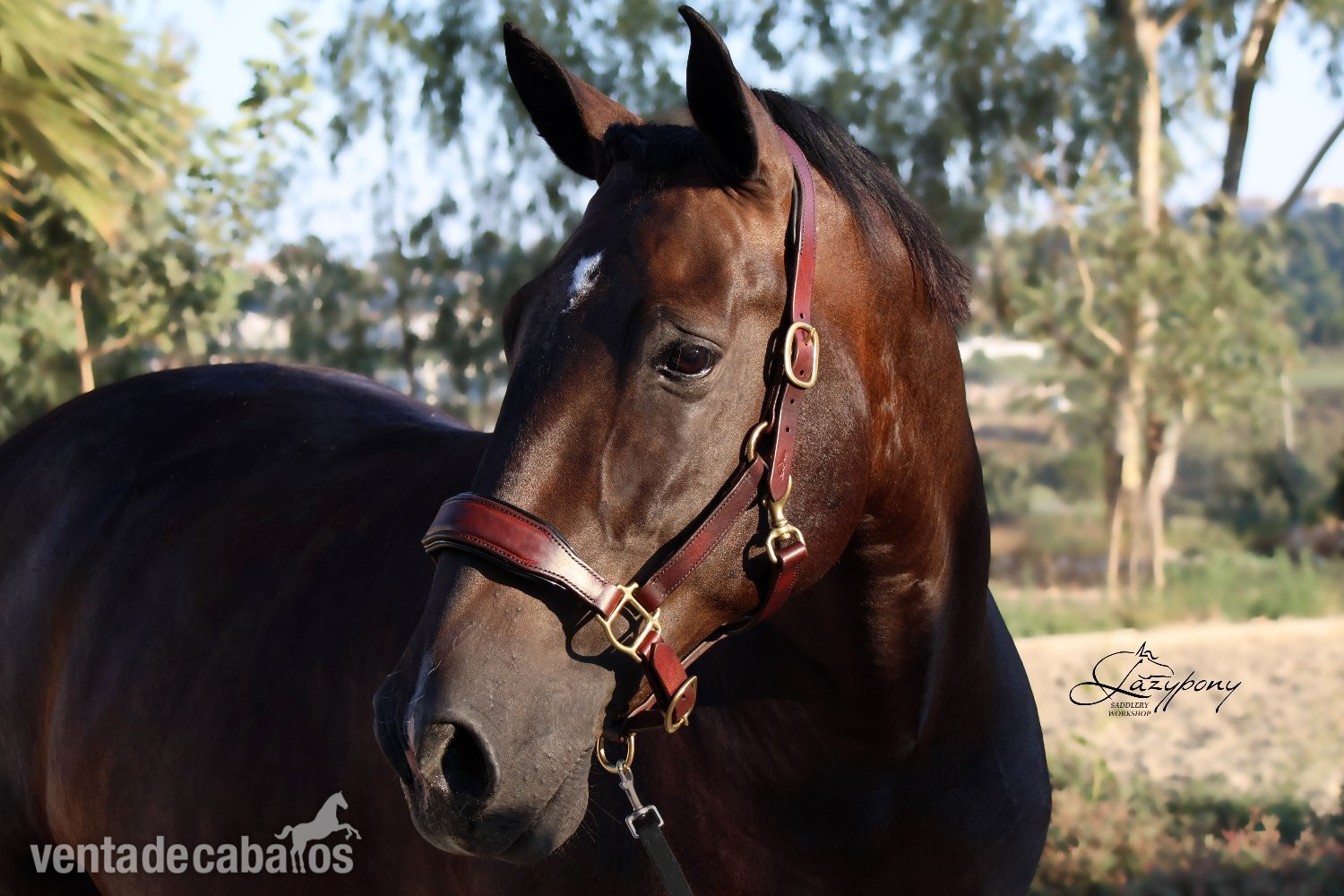 Cabezada de сuadra de cuero premium Classic Lazypony/ Patent leather premium halter Lazypony 