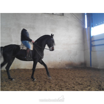 yegua capa negra in 